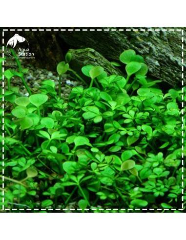 Marsilea hirsuta 1-2 Grow