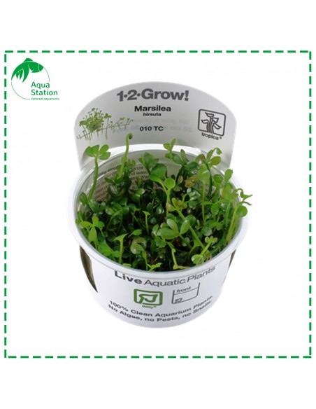 Marsilea hirsuta 1-2 Grow