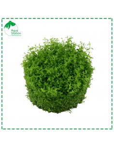 Hemianthus callitrichoides 'Cuba' 2