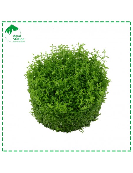 Hemianthus callitrichoides 'Cuba'