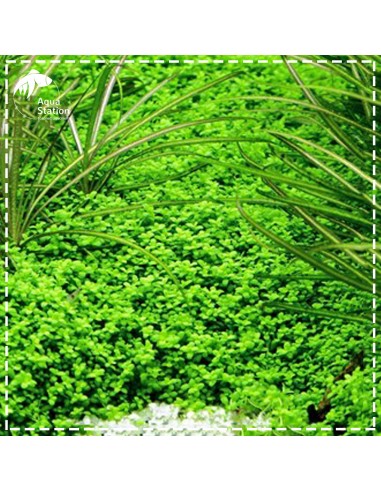 Hemianthus callitrichoides 'Cuba'