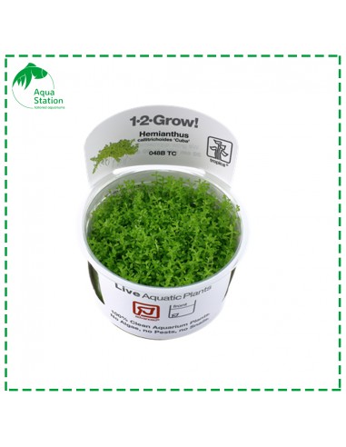 Hemianthus callitrichoides 'Cuba'