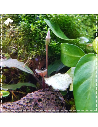 Set All In One Aquário Greenday