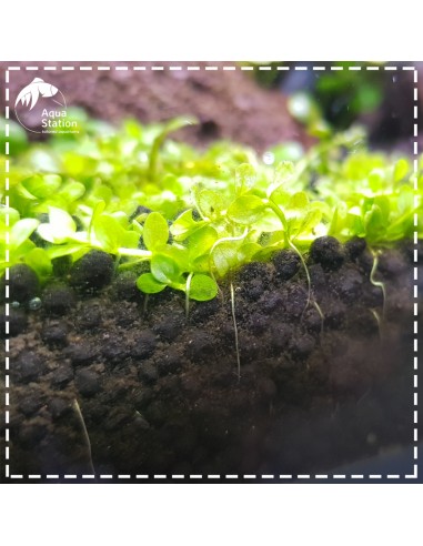 Set All In One Aquário Greenday