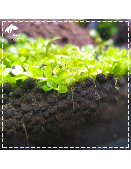 Set All In One Aquário Greenday