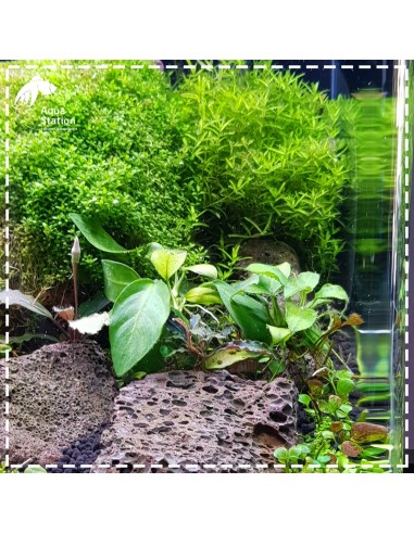 Set All In One Aquário Greenday