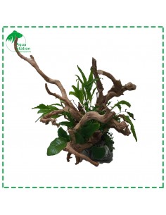 Raiz com planta 2