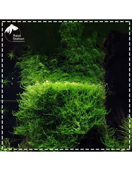 Taxiphyllum barbieri - Musgo de Java