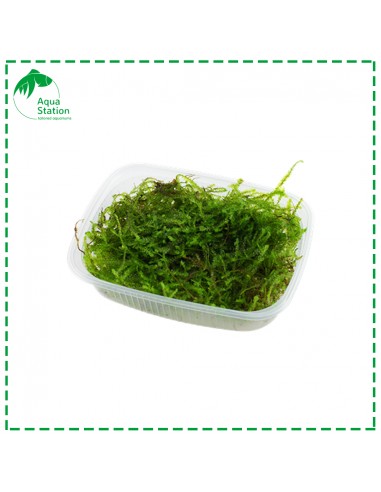 Taxiphyllum barbieri - Musgo de Java