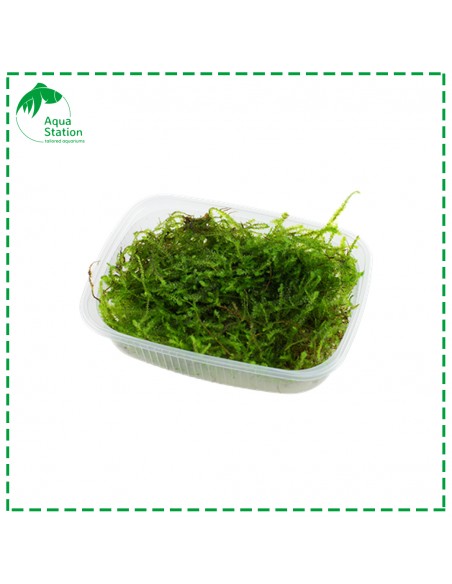 Taxiphyllum barbieri - Musgo de Java