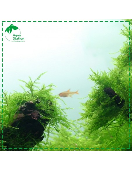 Taxiphyllum barbieri - Musgo de Java