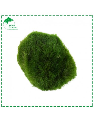 Aegagropila linnaei - Marimo Ball