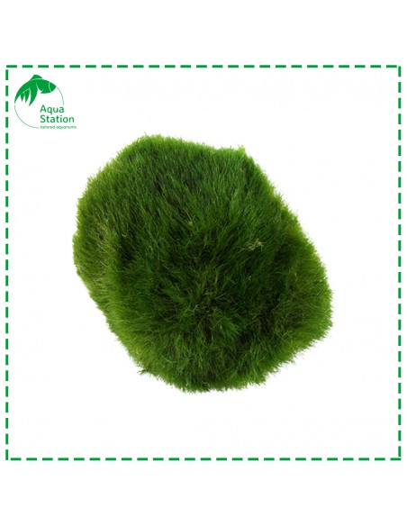 Aegagropila linnaei - Marimo Ball