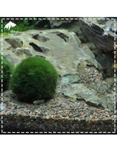 Aegagropila linnaei - Marimo Ball 2