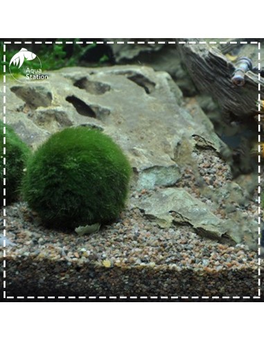 Aegagropila linnaei - Marimo Ball