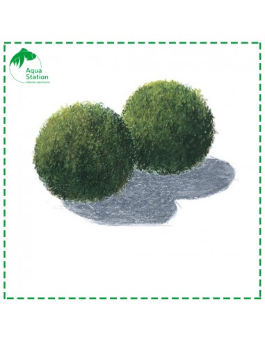 Aegagropila linnaei - Marimo Ball