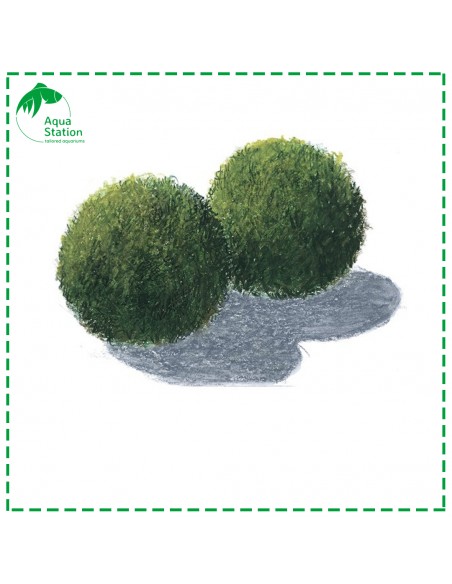 Aegagropila linnaei - Marimo Ball