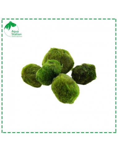 Aegagropila linnaei - Marimo Ball