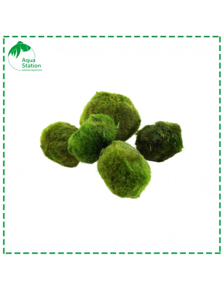 Aegagropila linnaei - Marimo Ball