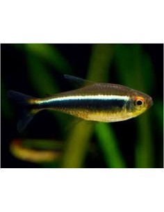 Neon Negro Super (Hyphessobrycon herbertaxelrodi)