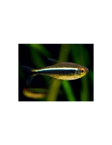 Neon Negro Super (Hyphessobrycon herbertaxelrodi)